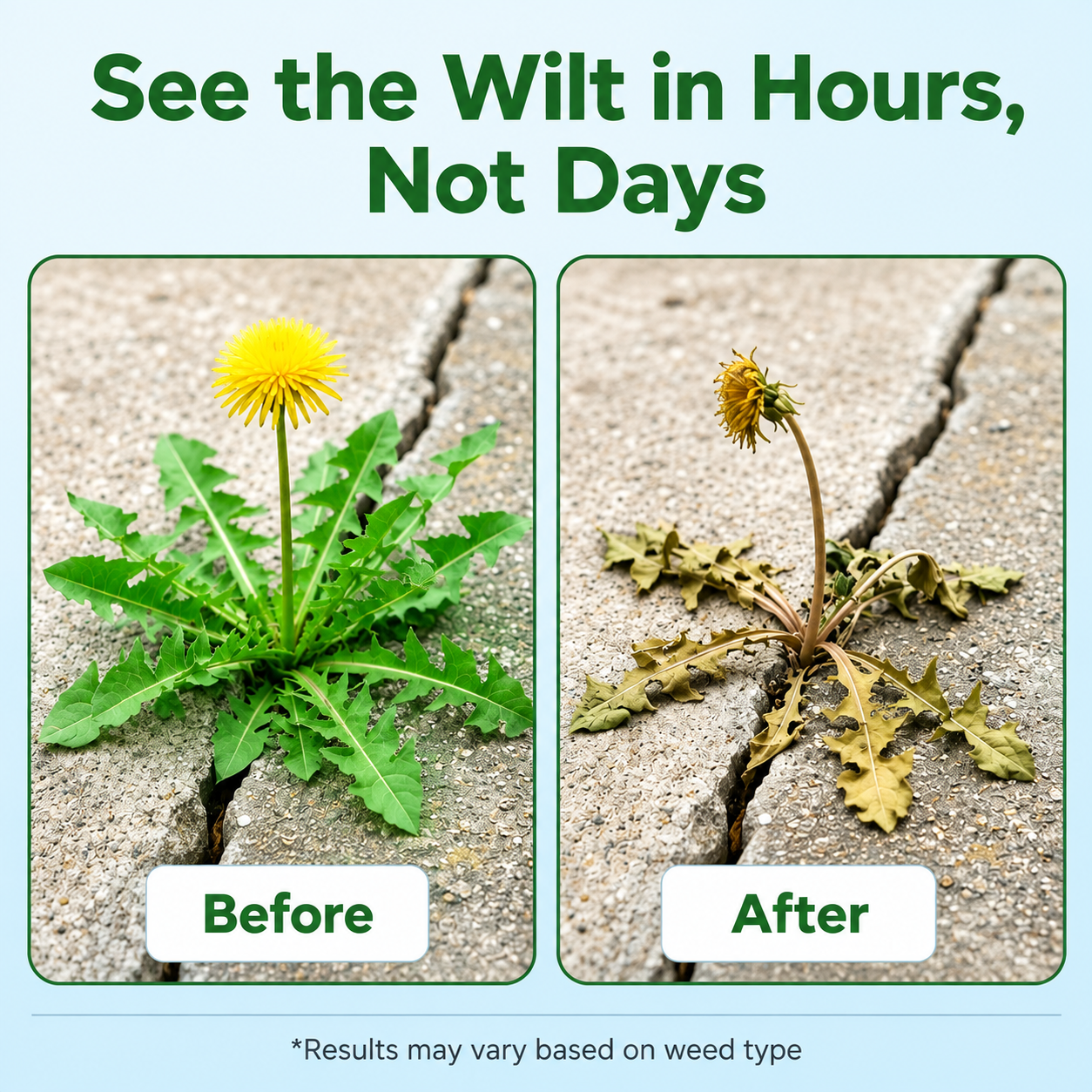 Weed Spray Before and After