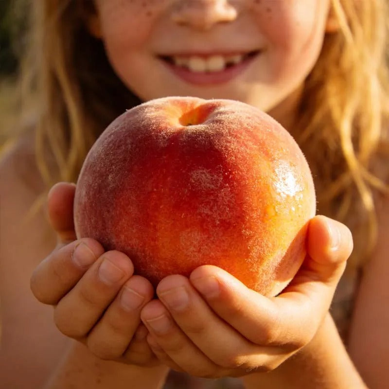 🔥 65K+ SOLD! 🍑 tarteglow "Honey Red" Dwarf Peach Tree Live Seeds